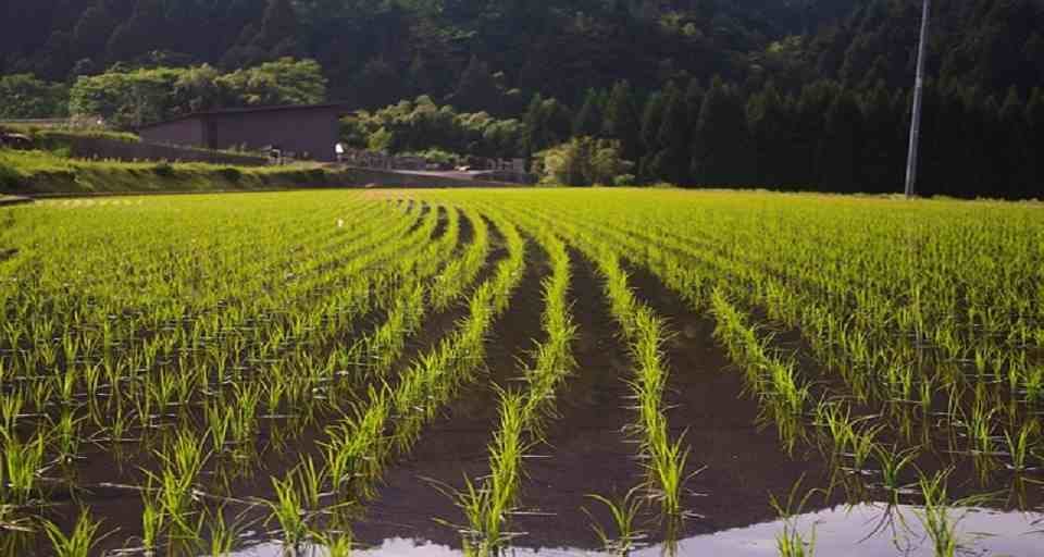 Gobierno reporta cosecha de arroz de 65.000 toneladas; productores reclaman precio y menos importaciones