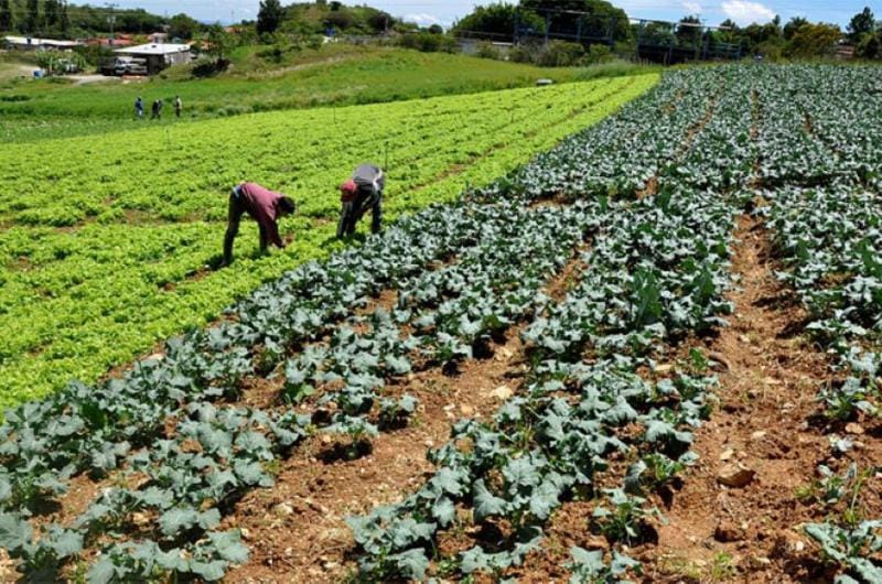 Control al campo: el Gobierno vigilará precios de fertilizantes e insumos agrícolas