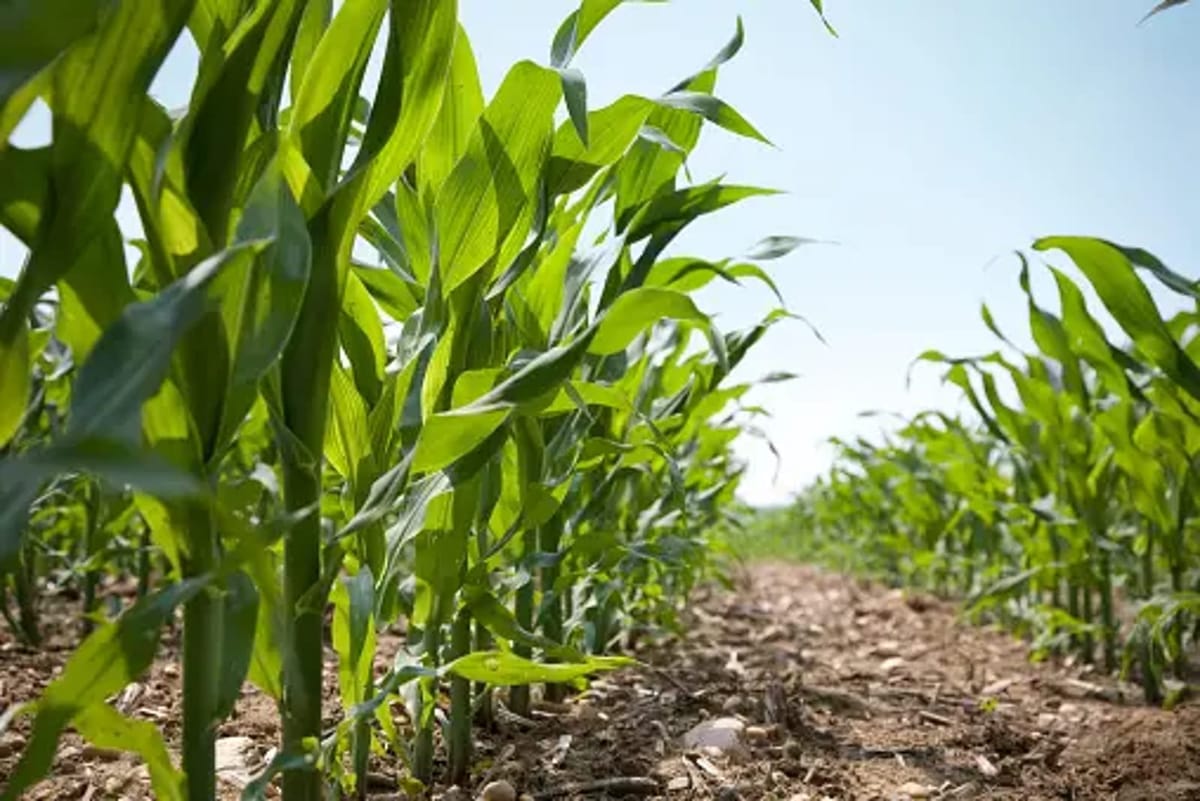 Siembras en riesgo: agrónomos alertan que la sequía amenaza el arroz
