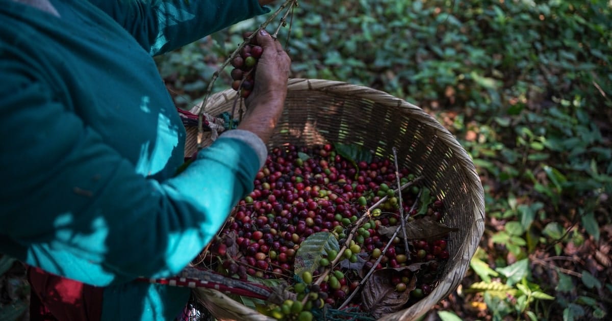 Alimentos en alerta: Citi prevé azúcar 25 % más cara por El Niño